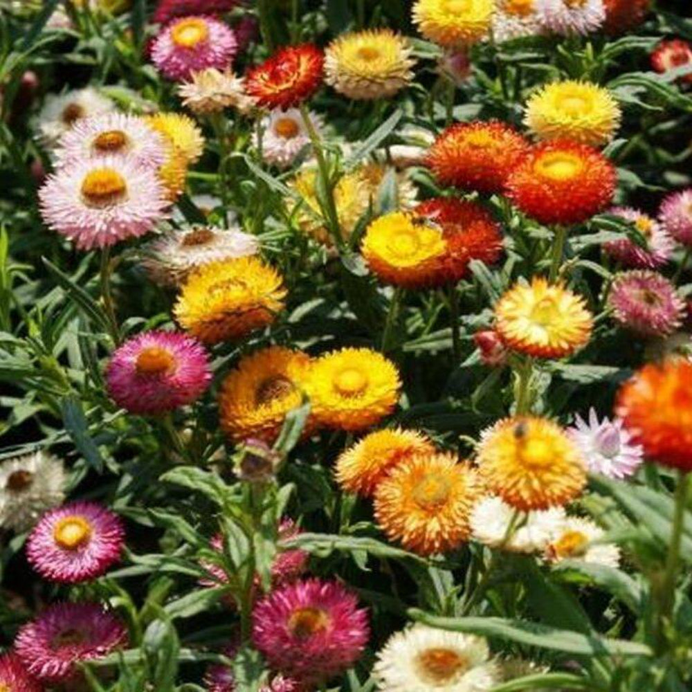 200 Strawflower Tom Thumb Mix Flower Seeds | www.seedsplantworld.com