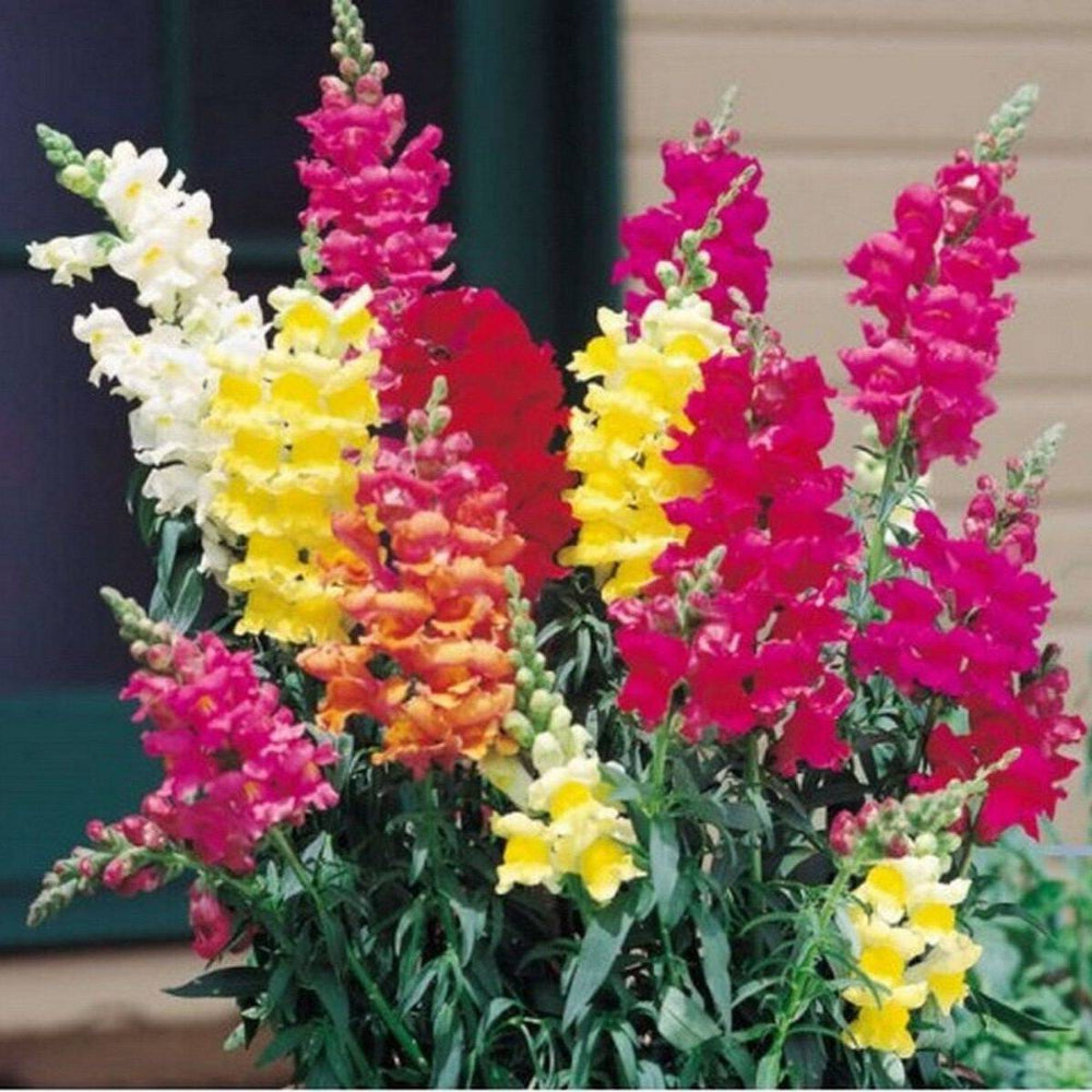 200 Snapdragon Northern Lights Mix Flower Seeds | www.seedsplantworld.com