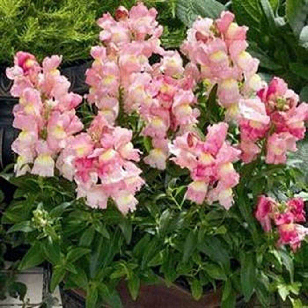 200 Snapdragon Apple Blossom Flower Seeds | www.seedsplantworld.com