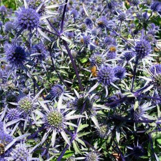 100 Sea Holly Eryngium Planum Blue Flower Seeds | www.seedsplantworld.com