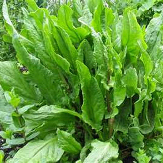 200 Sorrel Rumex Acetosa Vegetable Seeds | www.seedsplantworld.com