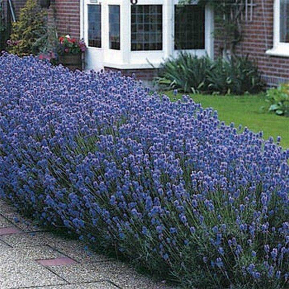 50 Lavender Munstead Flower Seeds | www.seedsplantworld.com