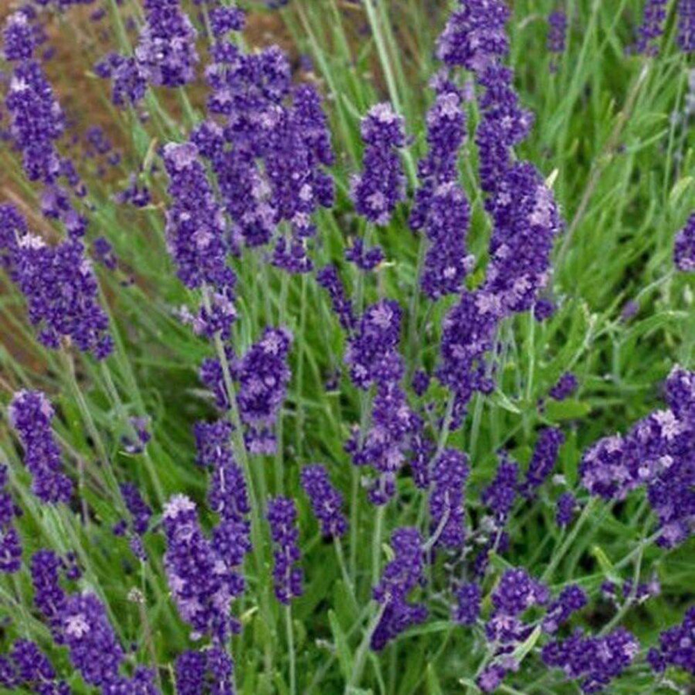 200 Lavender English Herb Seeds | www.seedsplantworld.com