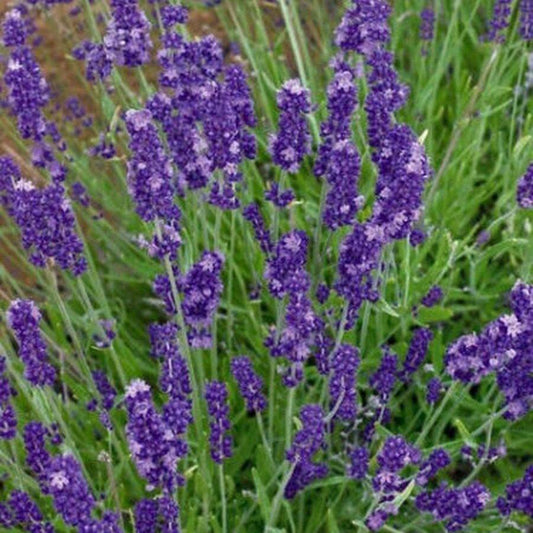 200 Lavender English Herb Seeds | www.seedsplantworld.com