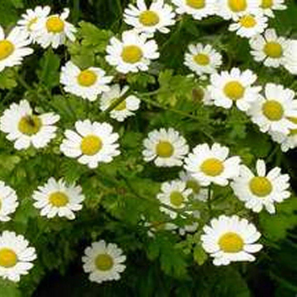 100 Feverfew Parthenium Flower Seeds | www.seedsplantworld.com