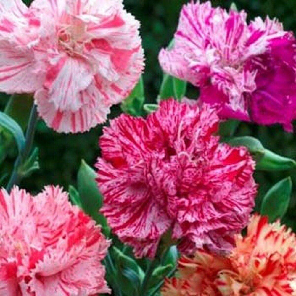 50 Carnation Chabaud Picotee Mix Flower Seeds | www.seedsplantworld.com