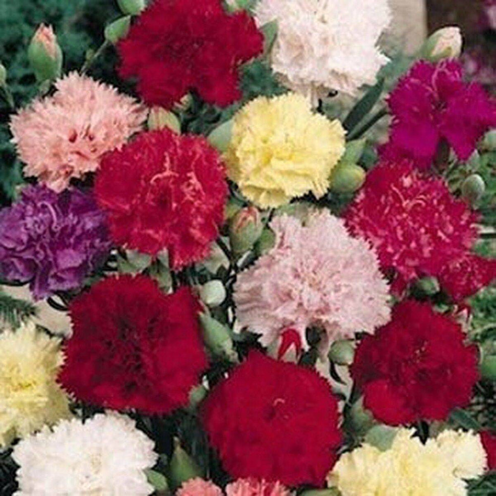 50 Carnation Chabaud Mix Flower Seeds | www.seedsplantworld.com