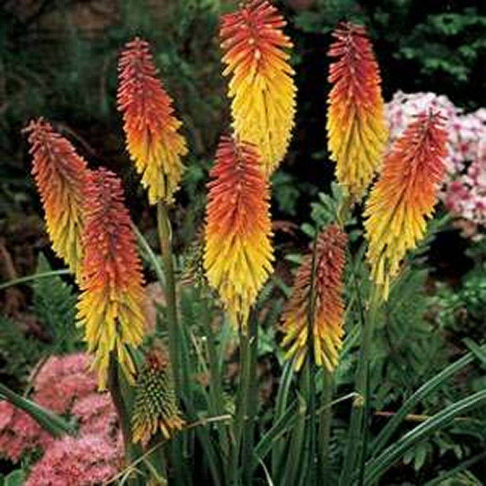 50 Red Hot Poker Kniphofia Uvaria Flower Seeds | www.seedsplantworld.com