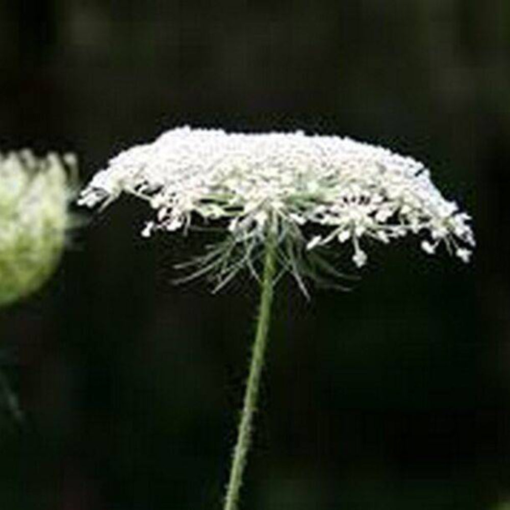 500 Queen Anne's Lace Flower Seeds | www.seedsplantworld.com