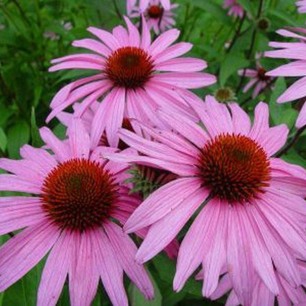 200 Coneflower Purple Flower Seeds | www.seedsplantworld.com