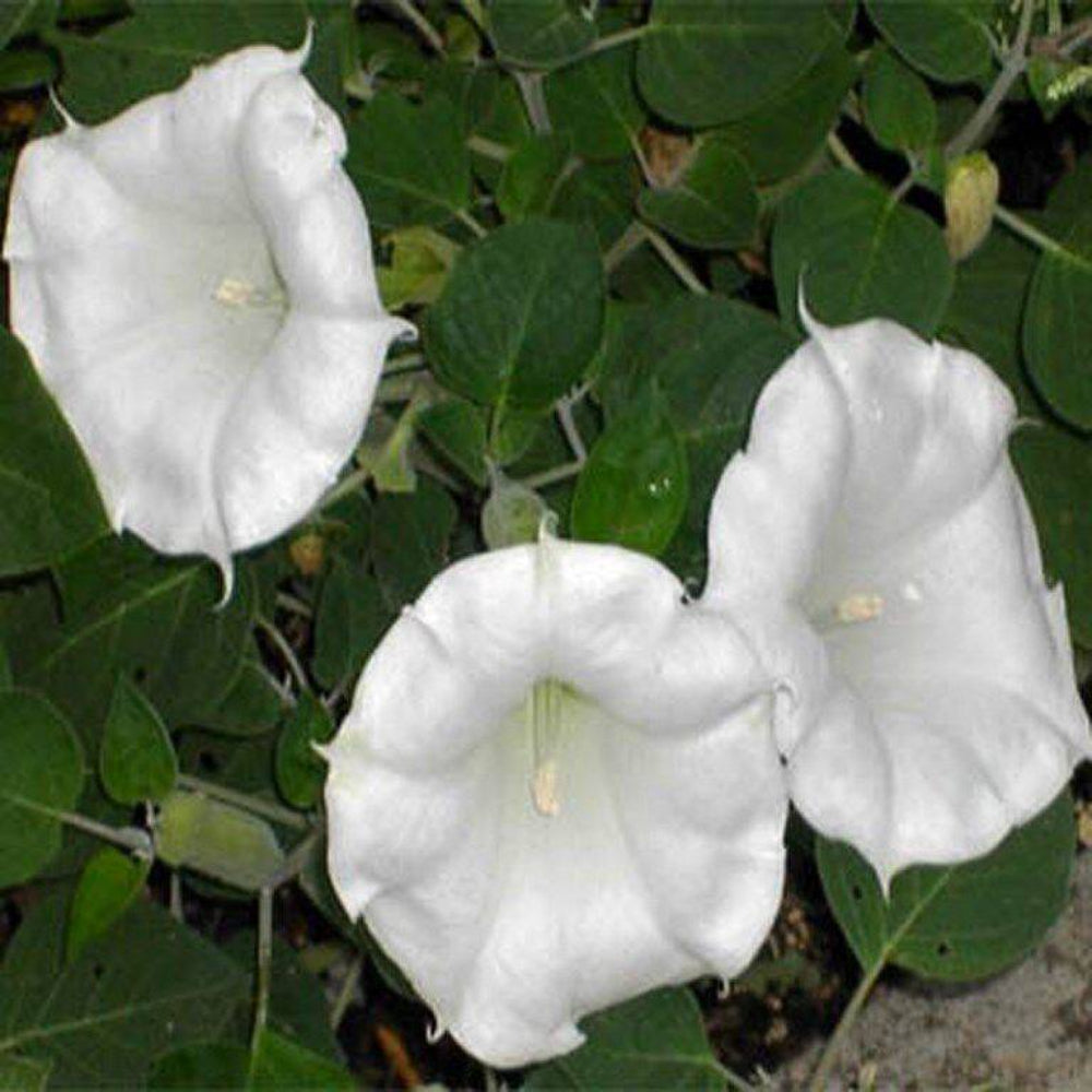 25 Moonflower Flower Seeds | www.seedsplantworld.com