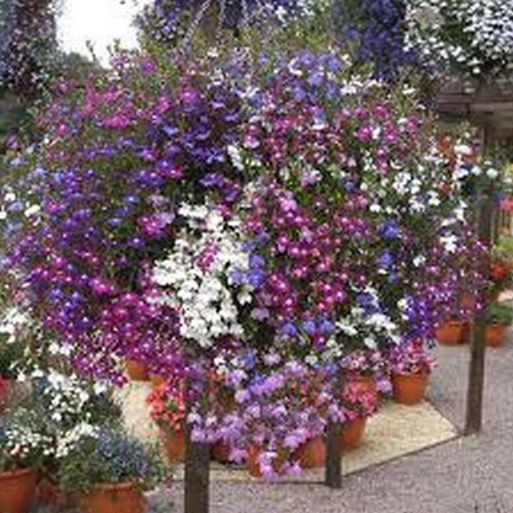 100 Seeds of Lobelia Fountain Mix Flower Seeds | www.seedsplantworld.com