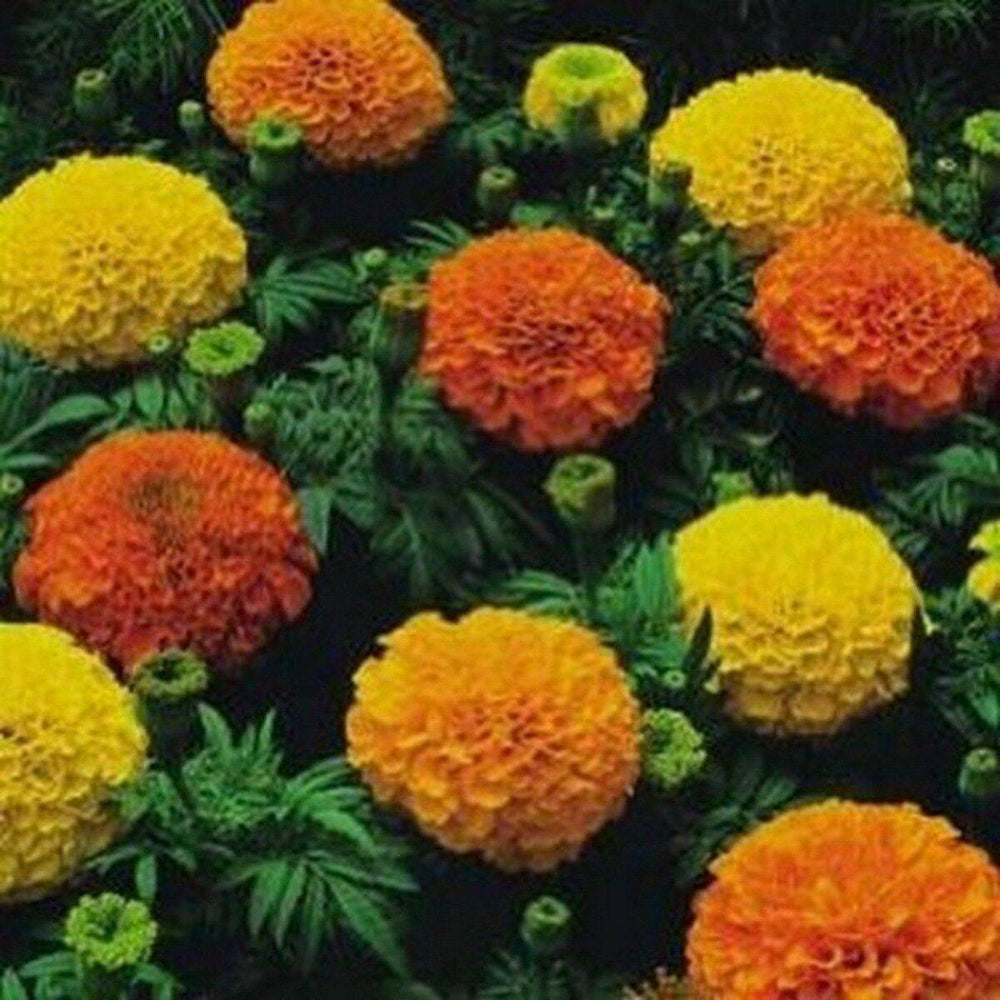 100 Marigold Cracker Jack Mix Flower Seeds | www.seedsplantworld.com