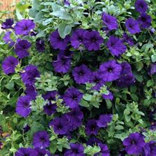 100 Petunia Alderman Flower Seeds | www.seedsplantworld.com