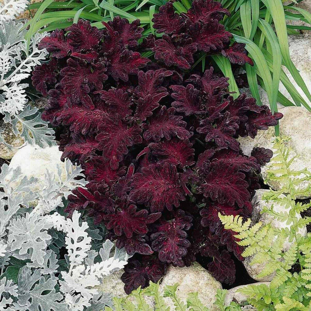 15 Coleus Black Dragon Flower Seeds | www.seedsplantworld.com