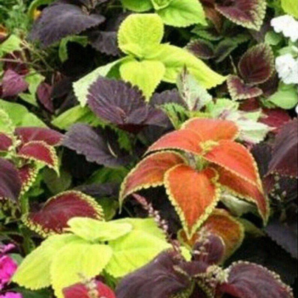 100 Coleus Rainbow Mix Flower Seeds | www.seedsplantworld.com