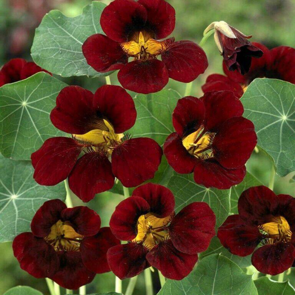 15 Nasturtium Black Velvet Flower Seeds | www.seedsplantworld.com