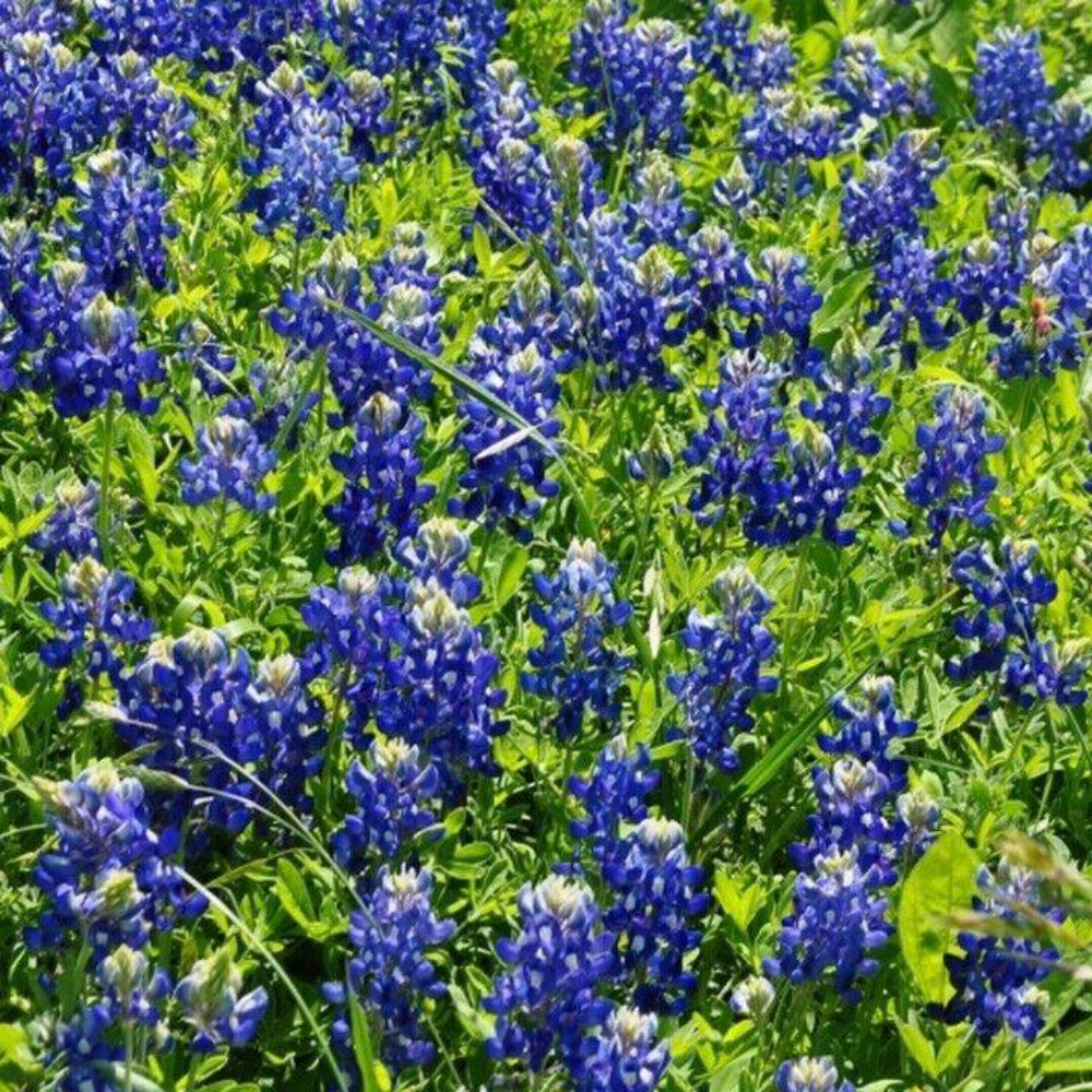 100 Texas Bluebonnet Lupinnis Flower Seeds | www.seedsplantworld.com