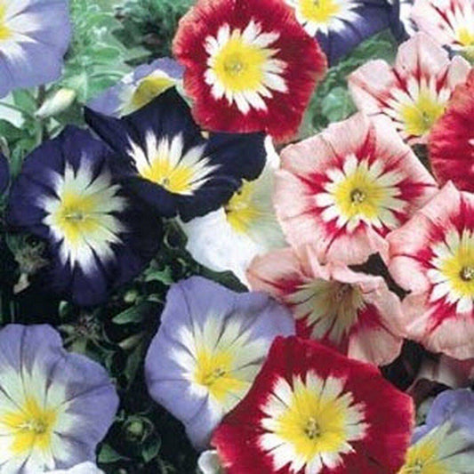 50 Morning Glory Ensign Mixed Colors Flower Seeds | www.seedsplantworld.com