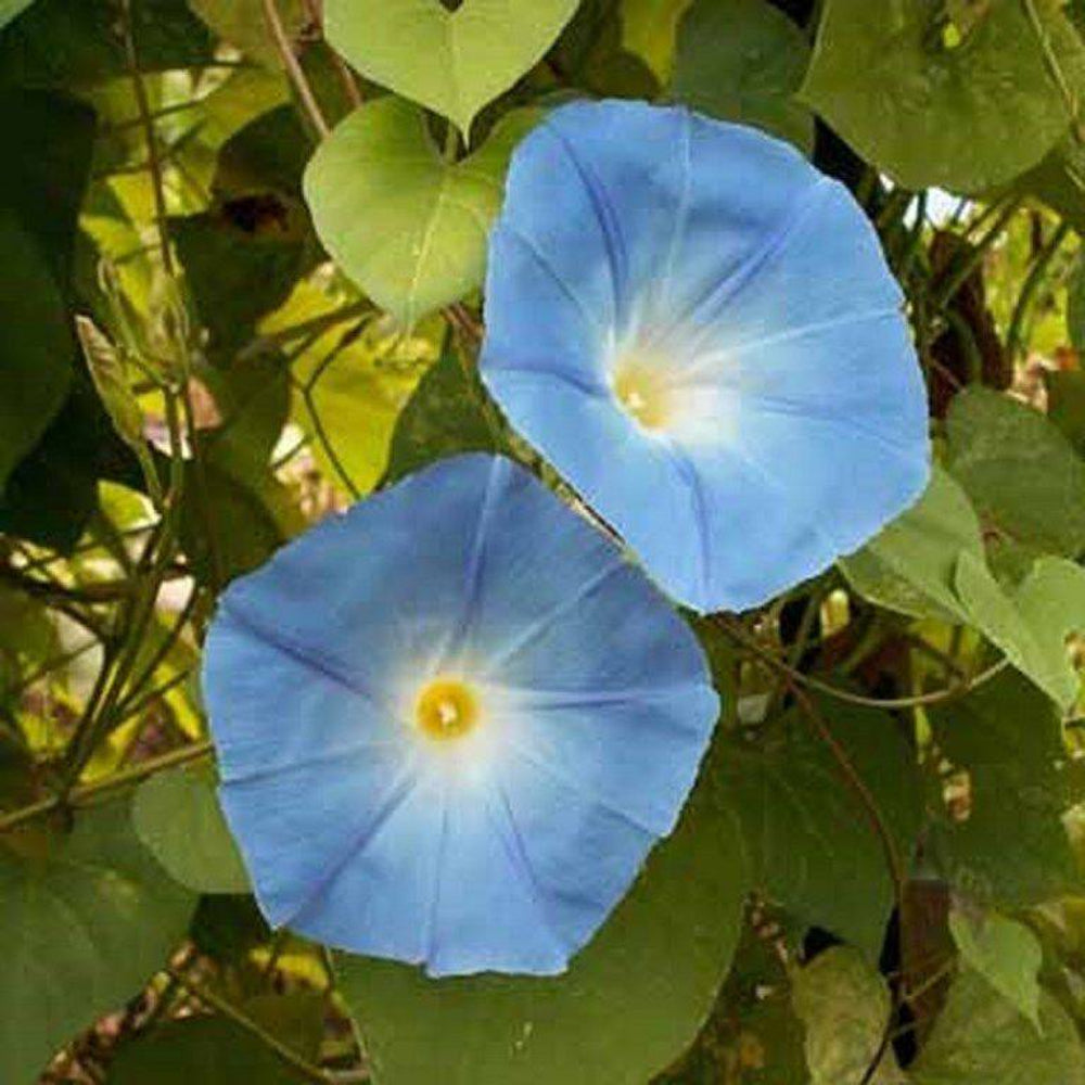 100 Morning Glory Heavenly Blue Flower Seeds | www.seedsplantworld.com