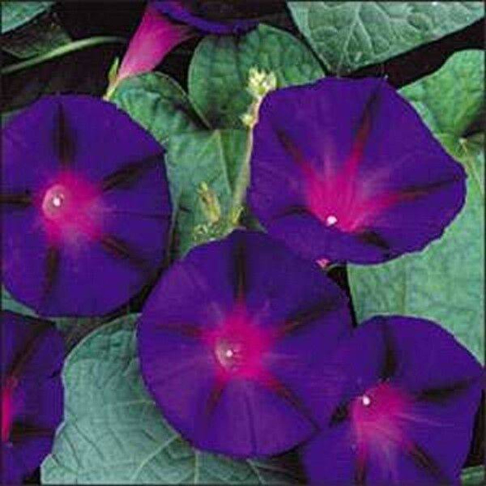 100 Morning Glory Grandpa Ott Flower Seeds | www.seedsplantworld.com