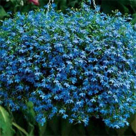 100 Lobelia Blue Carpet Flower Seeds | www.seedsplantworld.com