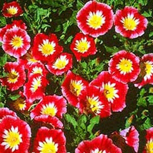 50 Morning Glory Ensign Red Flower Seeds | www.seedsplantworld.com