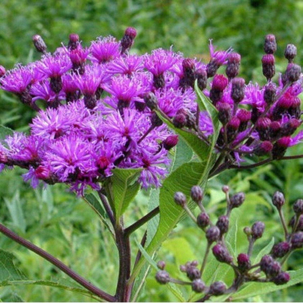 200 Ironweed Vernonia Fasciculata Flower Seeds | www.seedsplantworld.com