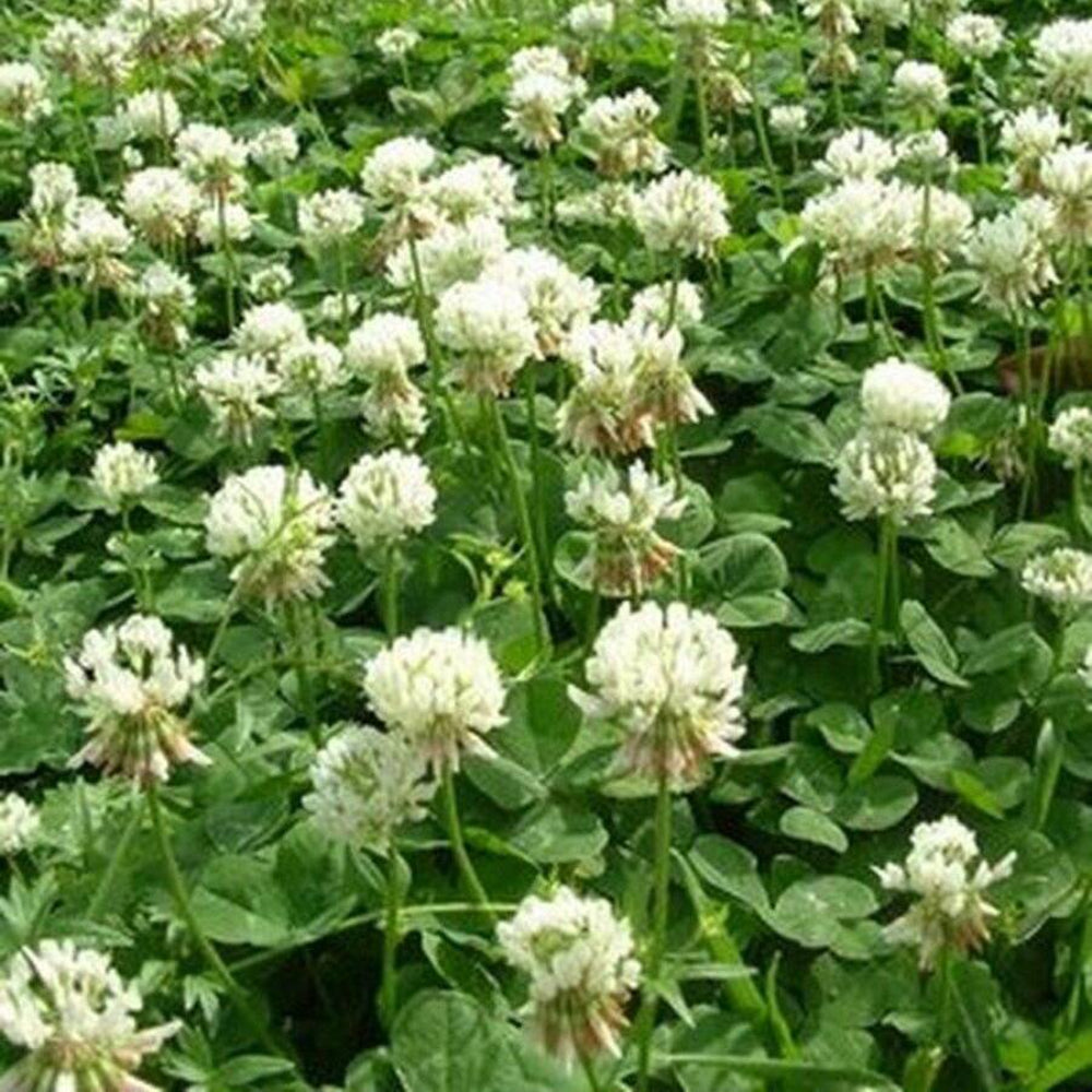 500 Clover White Dutch Flower Seeds | www.seedsplantworld.com