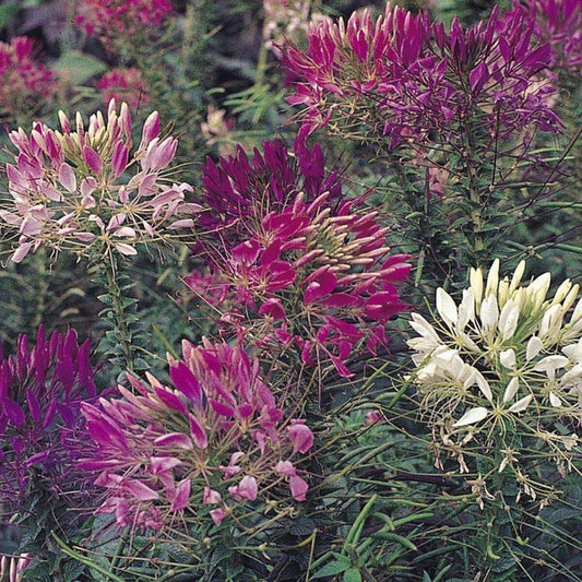 100 Cleome Mixed Colors Flower Seeds | www.seedsplantworld.com