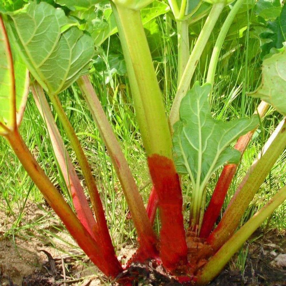 25 Rhubarb Victoria Rheum Vegetable Seeds | www.seedsplantworld.com