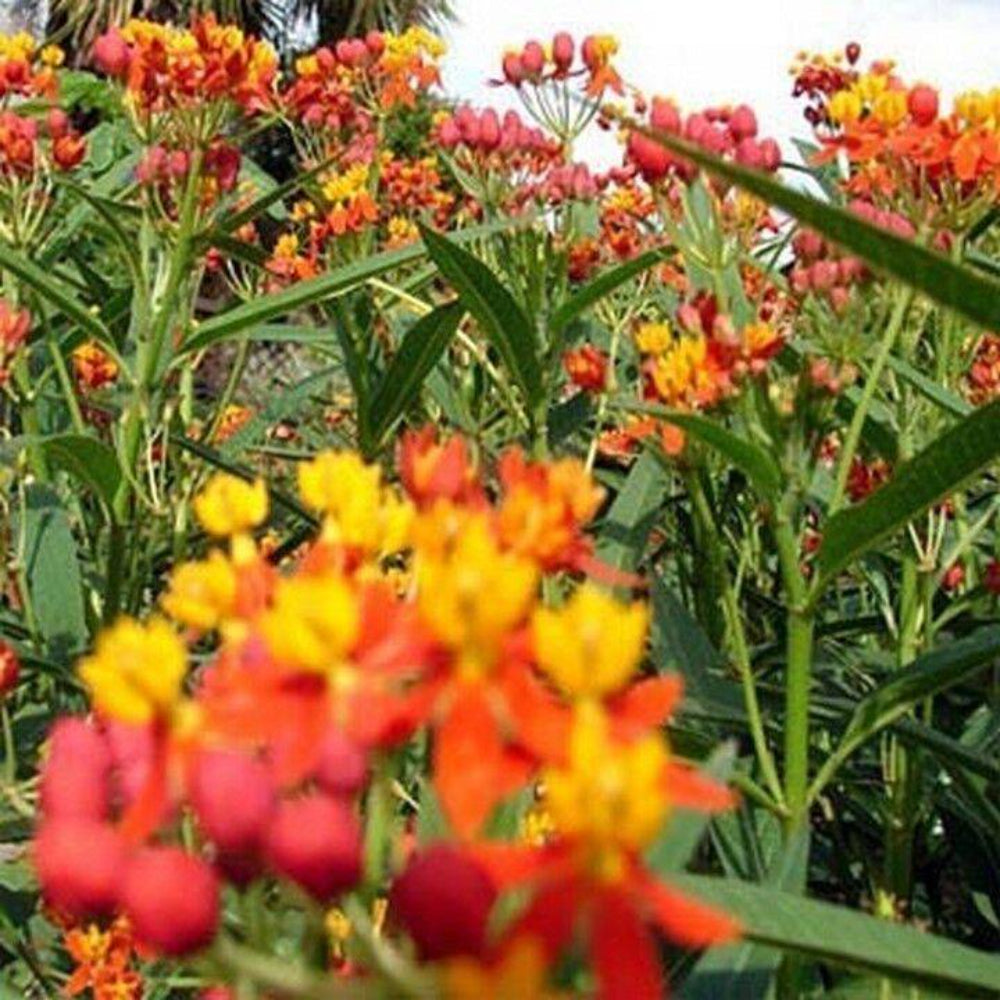 100 Butterfly Weed Tropical Milkweed Flower Seeds | www.seedsplantworld.com