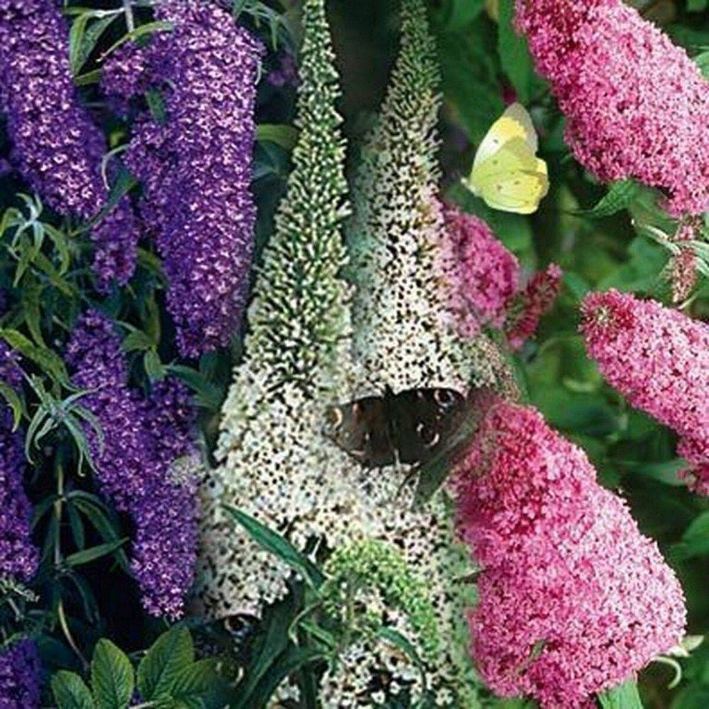 50 Butterfly Bush Mixed Colors Flower Seeds | www.seedsplantworld.com