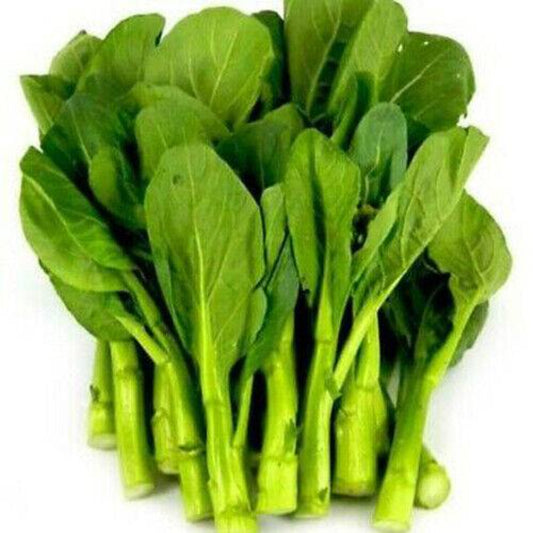 200 Asian Yu Choy Choi Sum Choy Sum Chinese Flowering Cabbage Veggies Vegetable Seeds | www.seedsplantworld.com