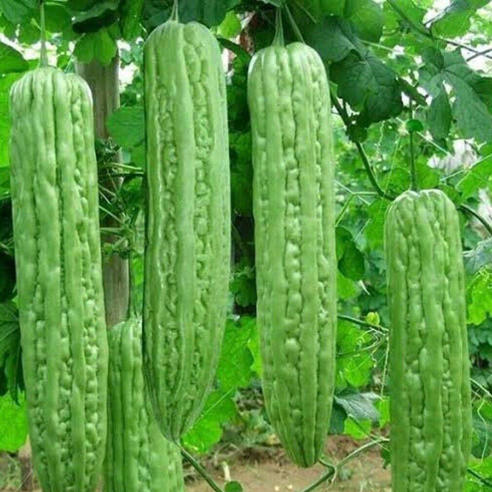 10 Green Skin Long Bitter Gourd Bitter Melon Ku Gua Asian Vegetable Seeds | www.seedsplantworld.com