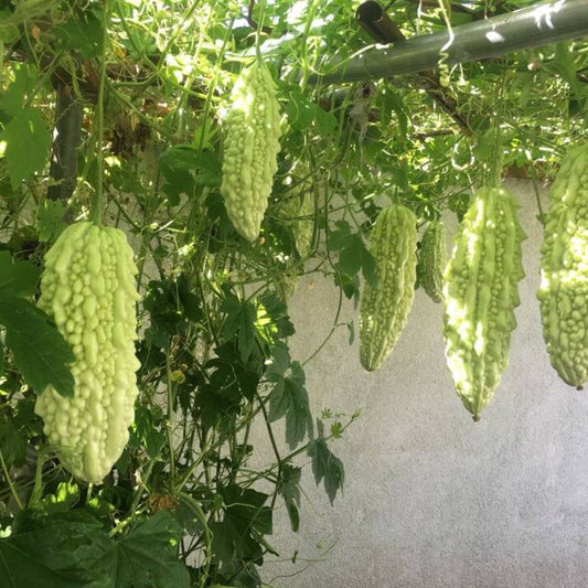 10 White Skin Bitter Gourd Bitter Melon Ku Gua Vegetable Seeds | www.seedsplantworld.com