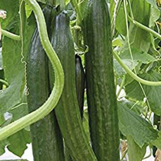 20 Cucumber Garden Sweet Slice Burpless Hybrid Cucumber Vegetable Seeds | www.seedsplantworld.com