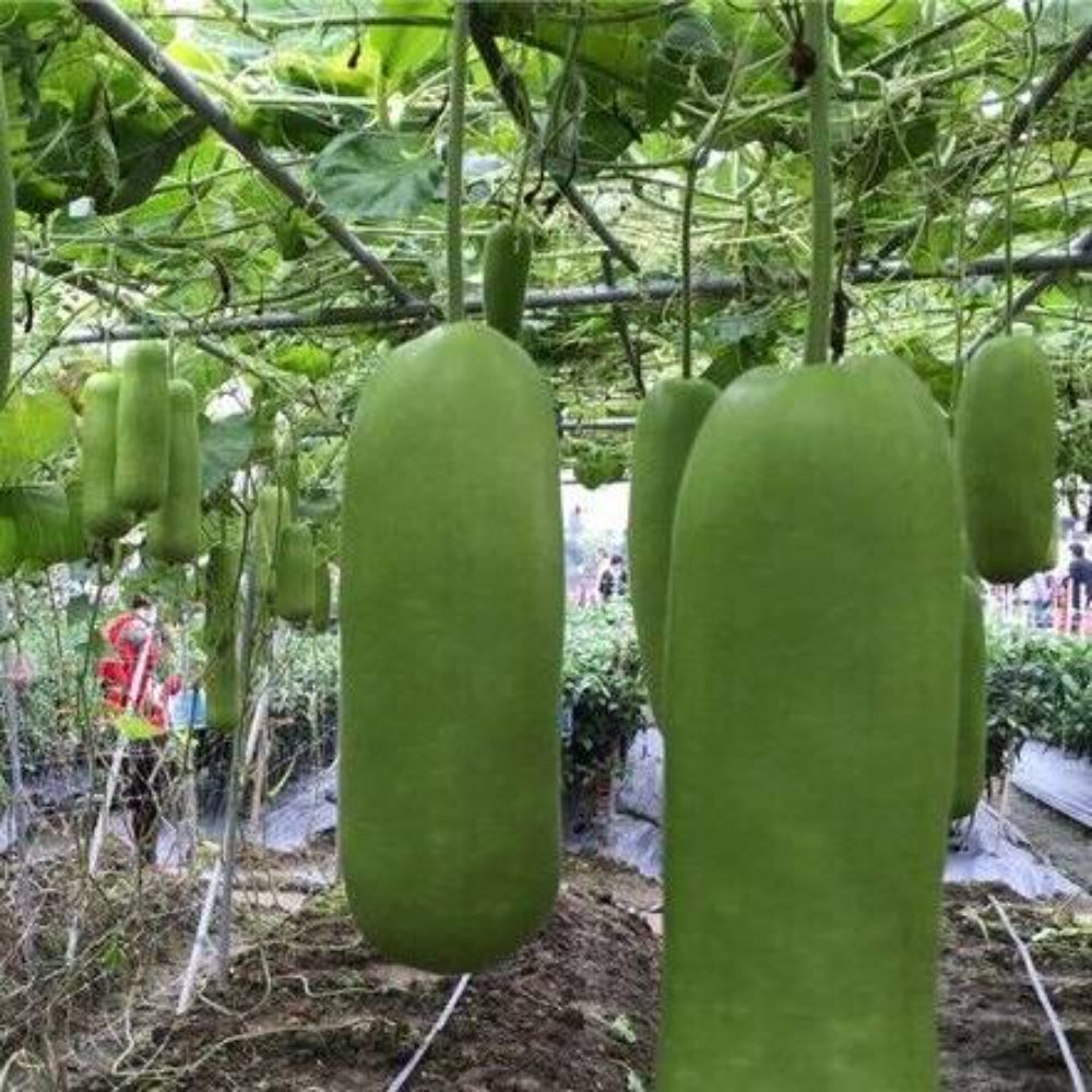 15 Calabash Bottle Gourd Chinese Pugua Nam Tao Yao Lauki Opo Vegetable Seeds | www.seedsplantworld.com