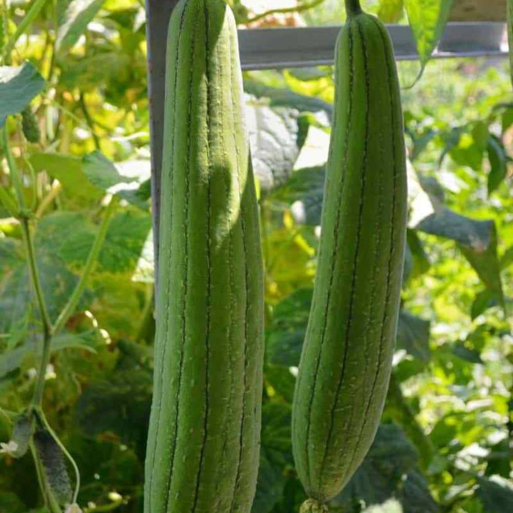 15 Sponge Dishcloth Gourd Vegetable Seeds | www.seedsplantworld.com