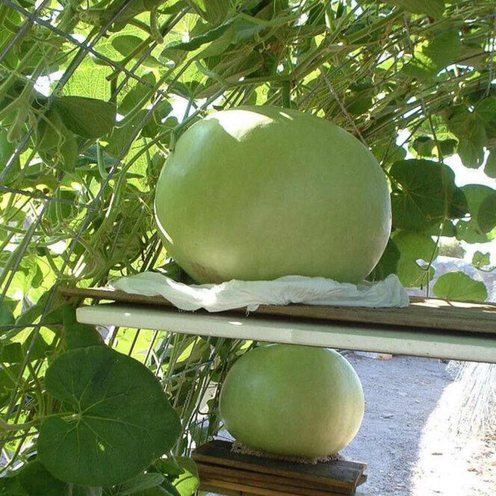 5 Giant Bushel Gourd Vegetable Seeds | www.seedsplantworld.com