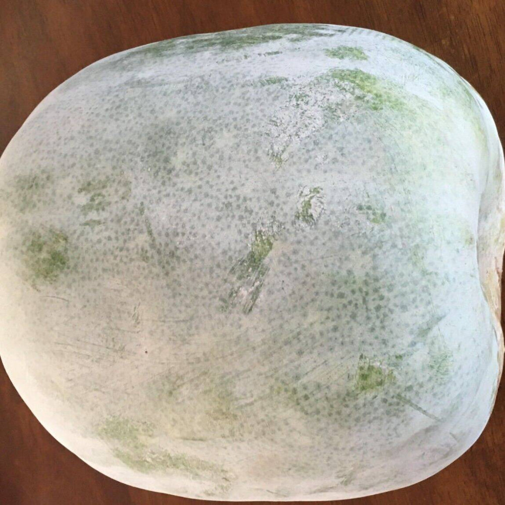 20 Wax Gourd White Ash Gourd Winter Melon Dong Gua (Alu) Puhul Vegetable Seeds | www.seedsplantworld.com