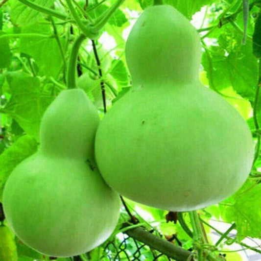 10 Bottle Gourd Birdhouse Craft Calabash Asian Buddha Squash Vegetable Seeds | www.seedsplantworld.com