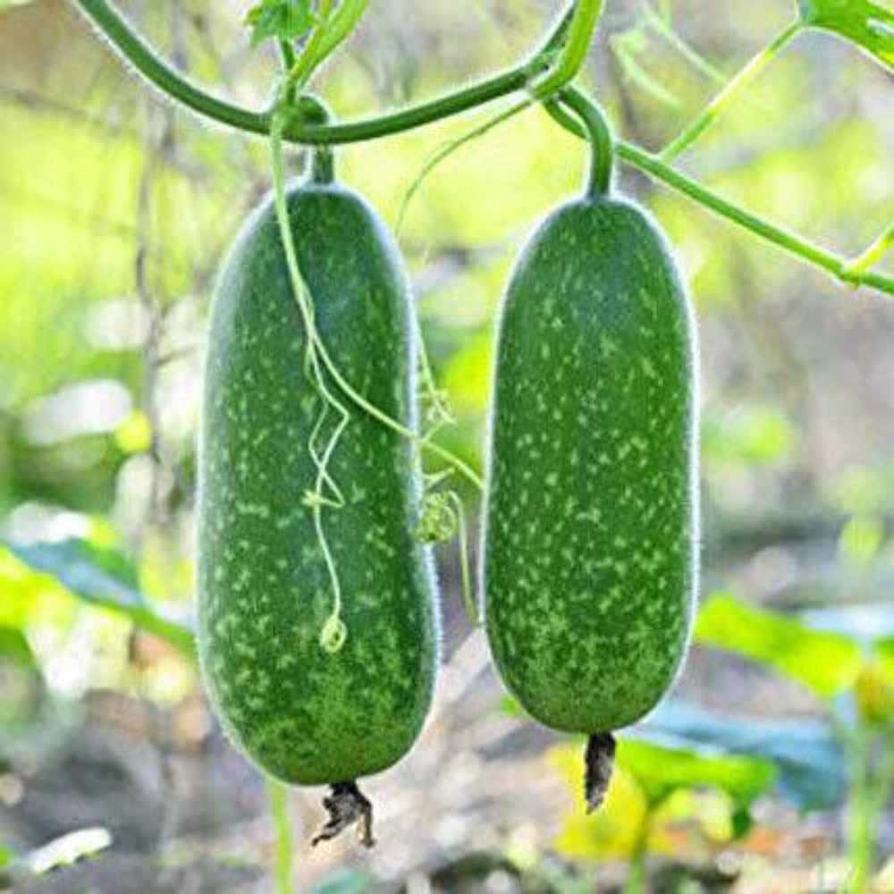 20 Organic Hairy Skin Gourd Fuzzy Melon Wax Gourd Hairy Melon Mokwa Vegetable Seeds | www.seedsplantworld.com