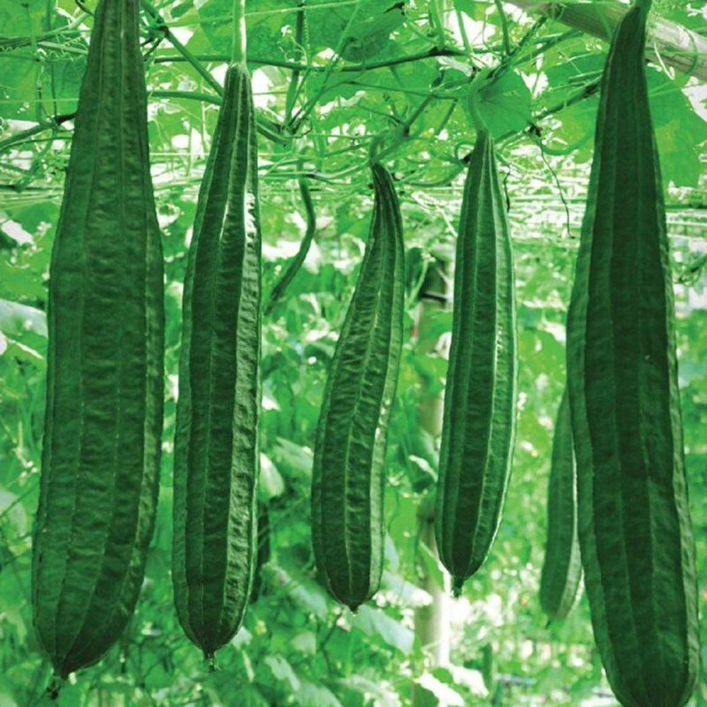 15 Ridged Sponge Gourd Vegetable Seeds | www.seedsplantworld.com