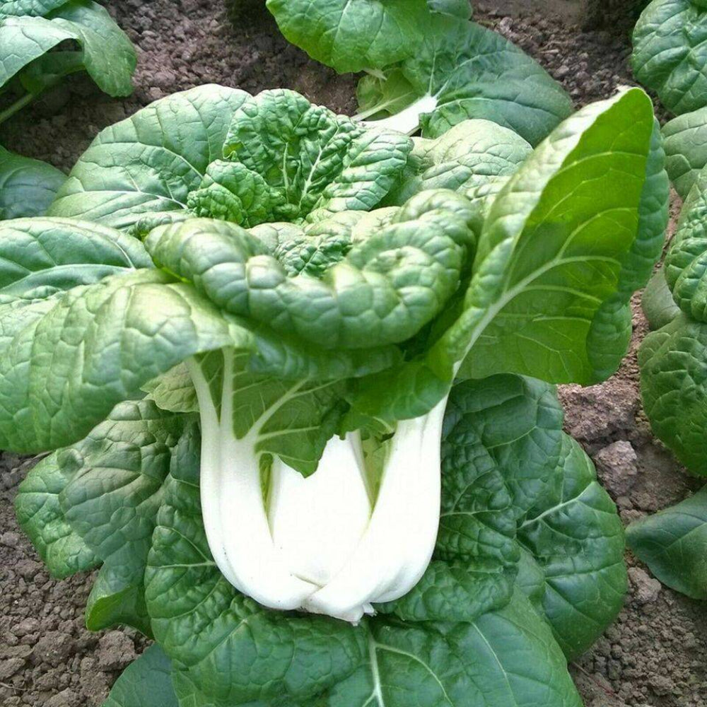 200 Canton Pak Choi Chinese Cabbage Bokchoy Napa Cabbage Siu Bok Choy Vegetable Seeds | www.seedsplantworld.com