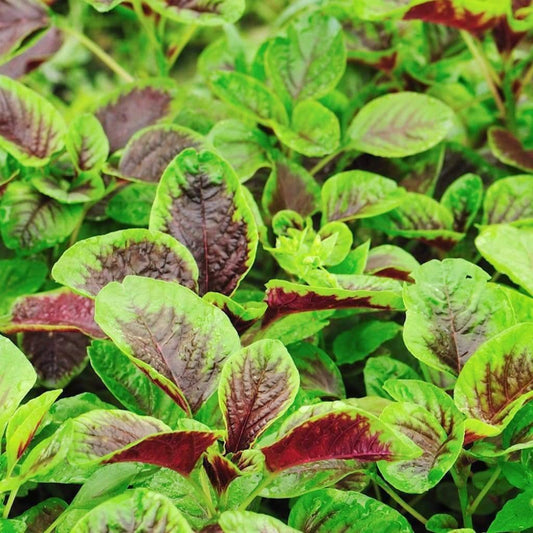 500 Red Amaranth Red Stripe Leaf Chinese Spinach Yin Cho Callaloo Vegetable Seeds | www.seedsplantworld.com