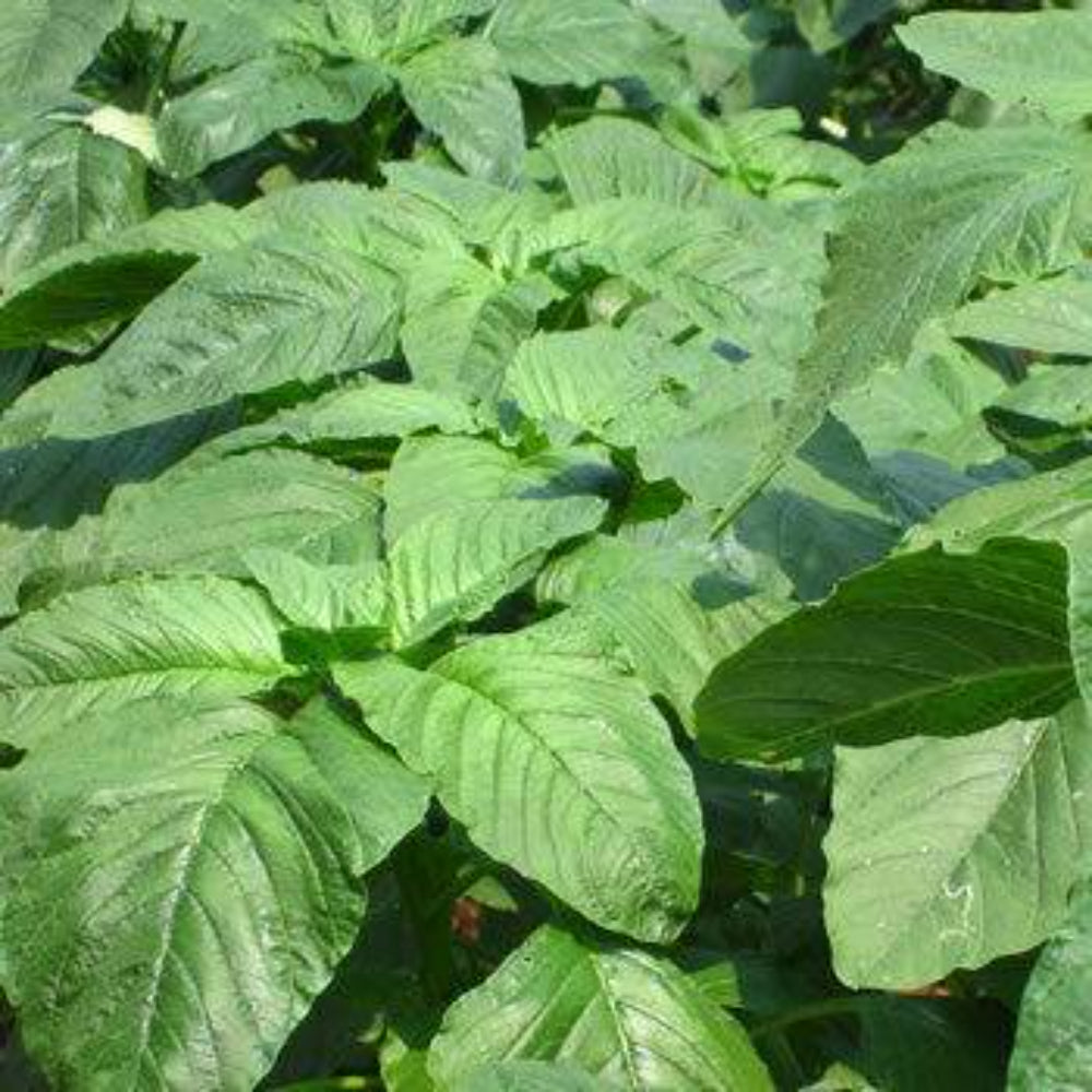 500 Green Amaranth Chinese Spinach Yin Cho Green Edible Vegetable Seeds | www.seedsplantworld.com