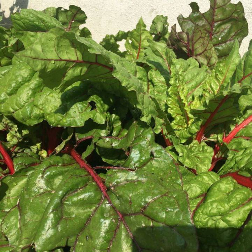 50 Organic Red Swiss Chard Rhubarb Perpetual Spinach Garden Vegetable Seeds | www.seedsplantworld.com