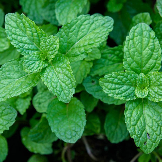 100 Peppermint (Mentha Piperita) Heirloom Perennial Herbal Herb Seeds | www.seedsplantworld.com