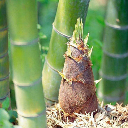 50 Giant Moso Bamboo Vegetable Seeds | www.seedsplantworld.com